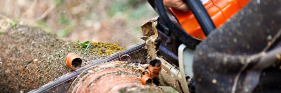 The best prices for tree care services