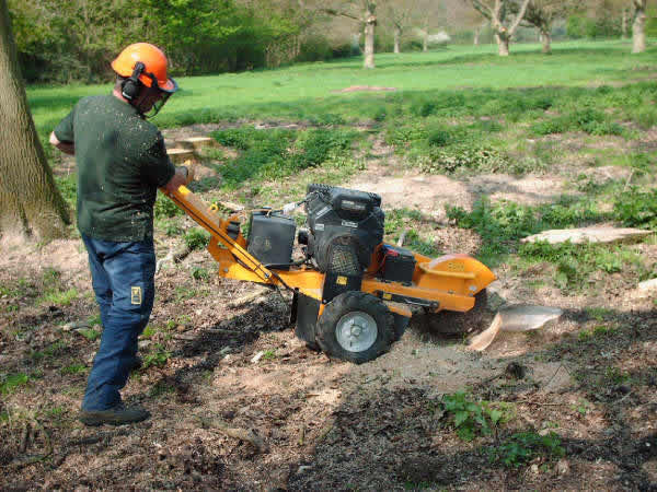 affordable tree care dallas - stump grinding and removal