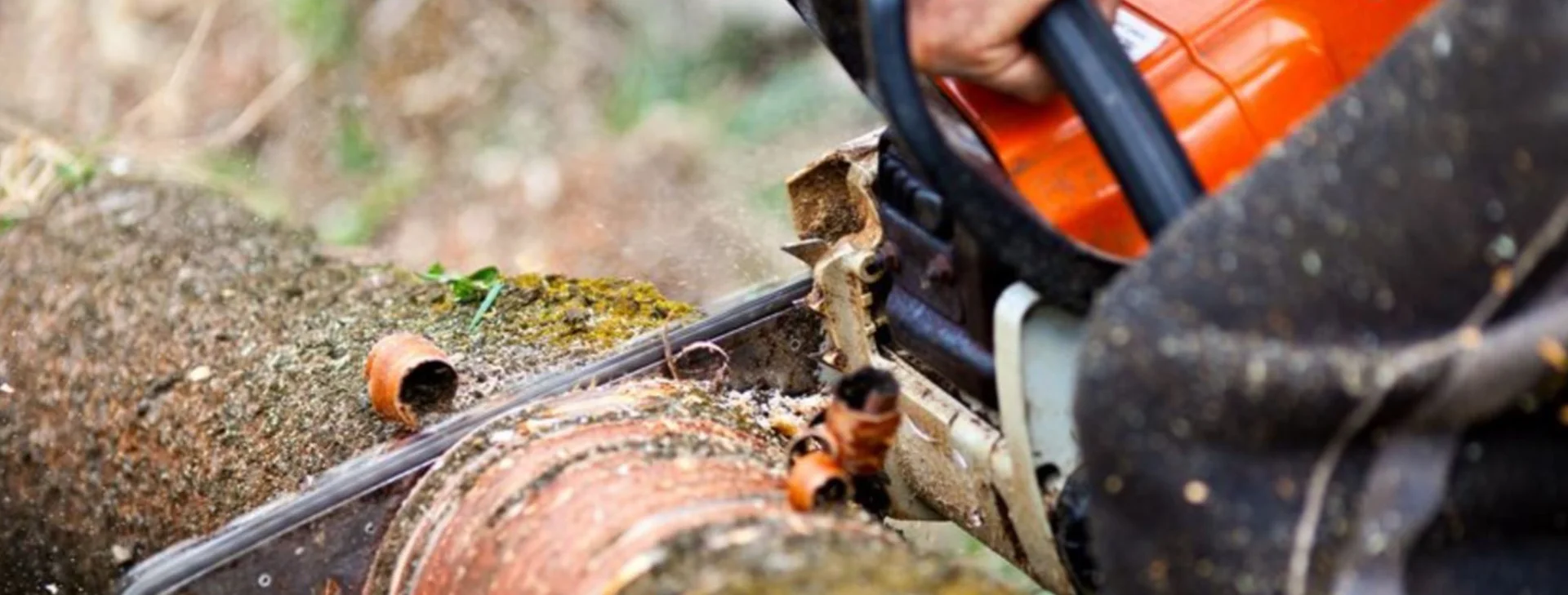 tree trimming and removal