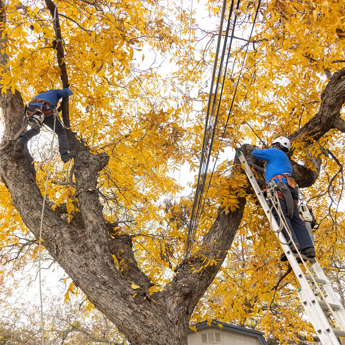 tree trimmers