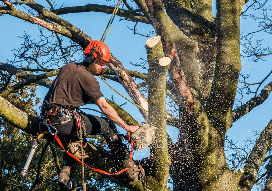 tree trimming